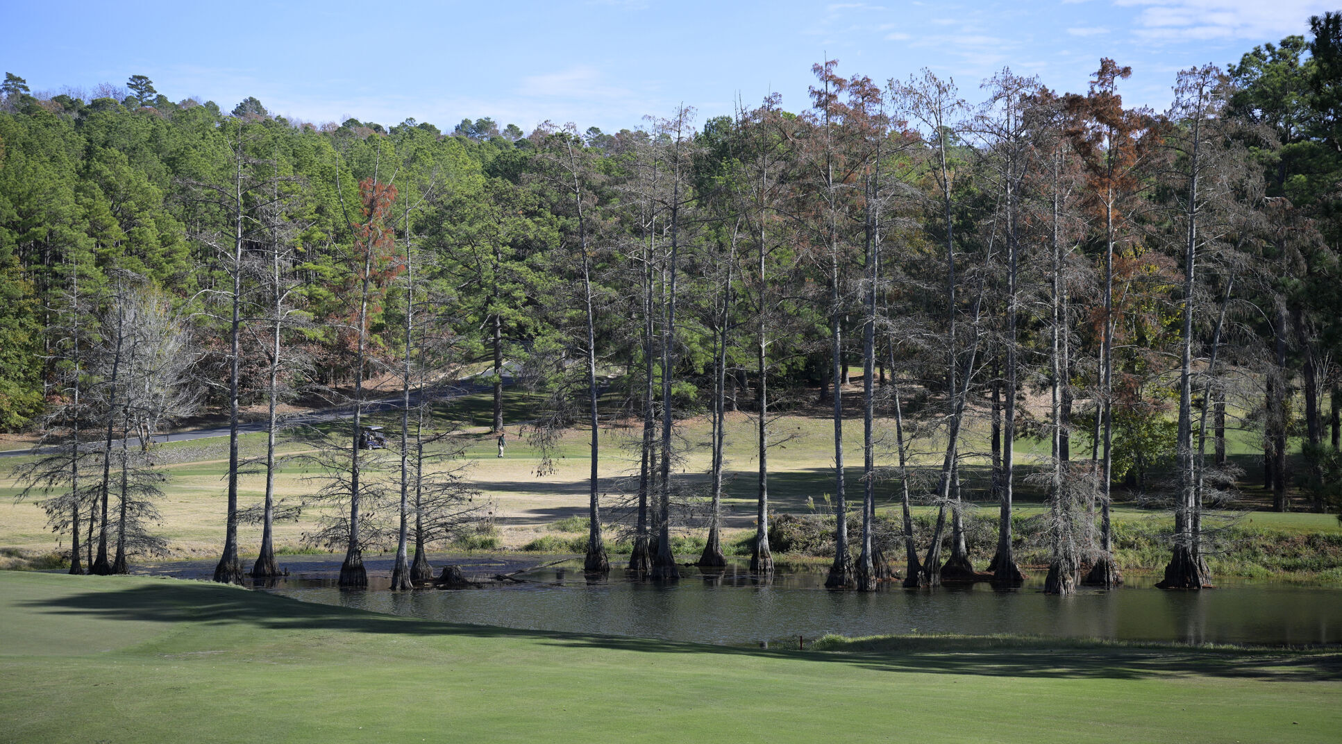 Cypress Bend Resort cypress trees